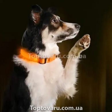 Ошейник для собак светодиодный LED Оранжевый размер M 12439 фото