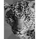 Картина по номерам Strateg ПРЕМИУМ Леопард с лаком размером 40х50 см (SY6668) SY6668-00002 фото 1