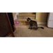 Ошейник с лазером для кошек Laser Projection Magical Temptation 14326 фото 9